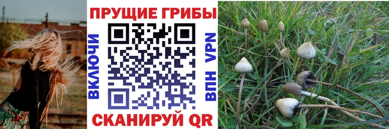 Псилоцибиновые грибы Psilocybine cubensis  blacksprut ссылки  Кемь 